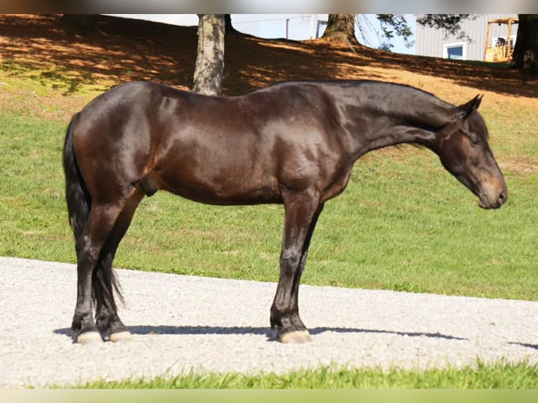 Friesian horses Gelding 5 years 16 hh Bay in Fresno Friesian horses Gelding 5 years 16 hh Bay in Fresno