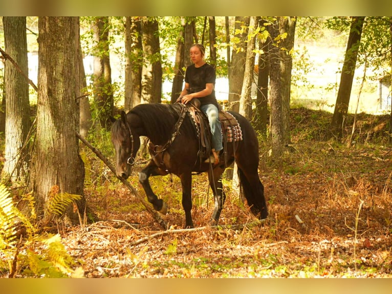 Friesian horses Gelding 5 years 16 hh Bay in Fresno Friesian horses Gelding 5 years 16 hh Bay in Fresno