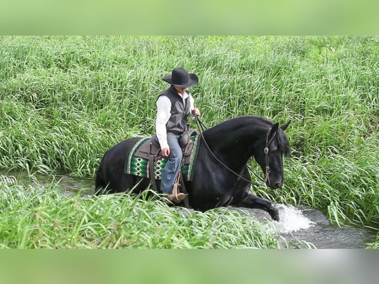 Friesian horses Gelding 5 years 16 hh Black in Great Falls