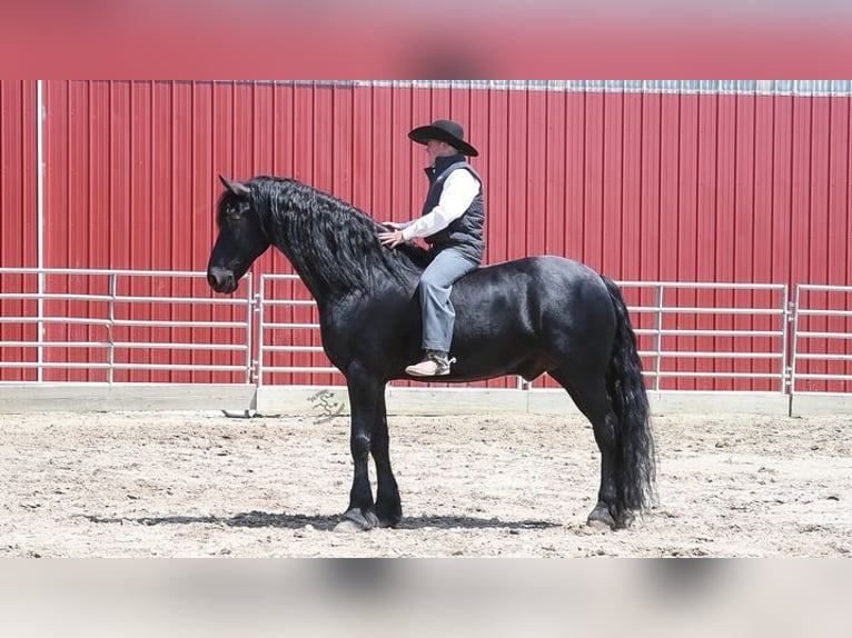 Friesian horses Gelding 5 years 16 hh Black in Great Falls