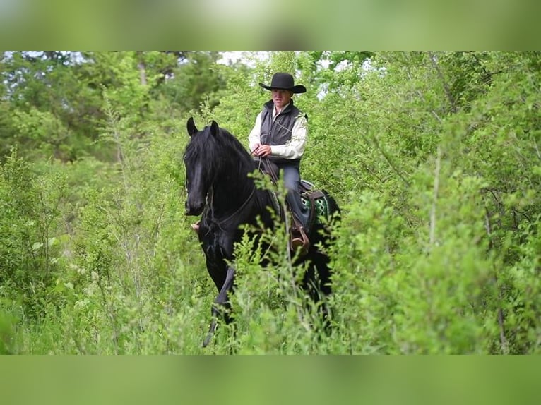 Friesian horses Gelding 5 years 16 hh Black in Great Falls