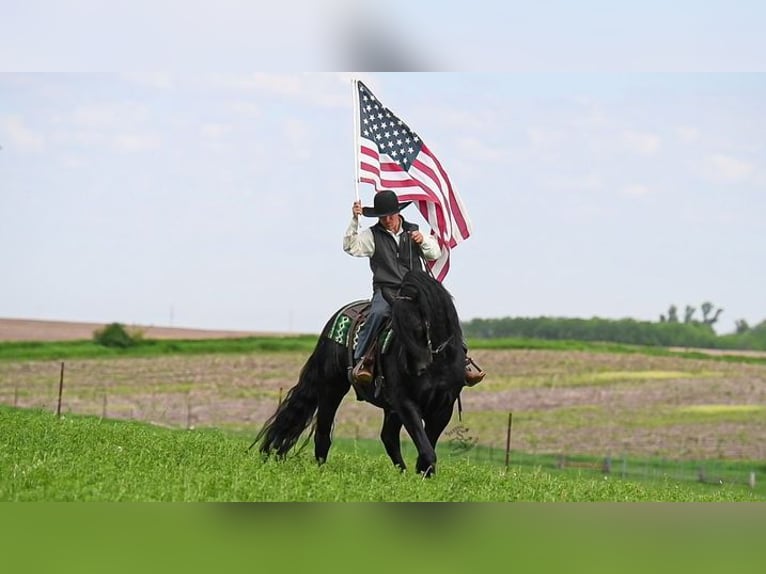 Friesian horses Gelding 5 years 16 hh Black in Great Falls