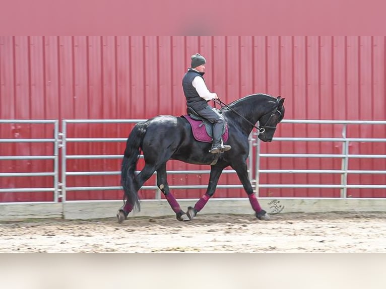 Friesian horses Gelding 5 years 16 hh Black in Great Falls