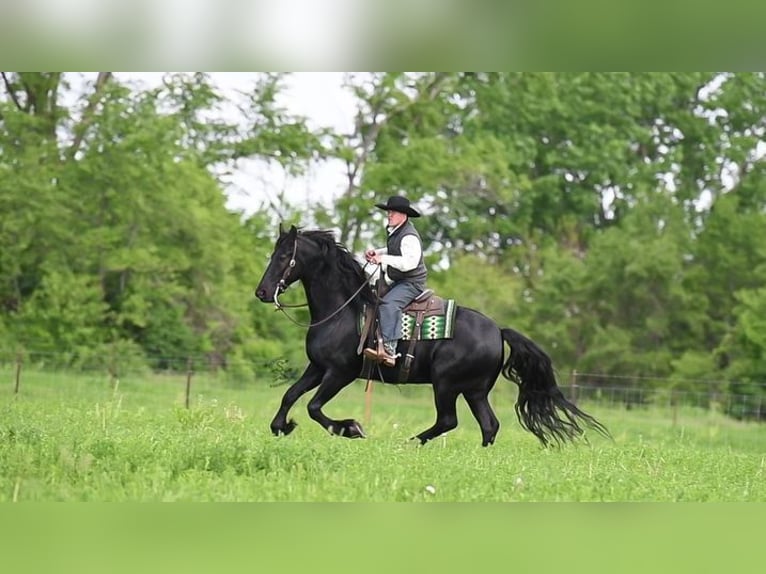 Friesian horses Gelding 5 years 16 hh Black in Great Falls