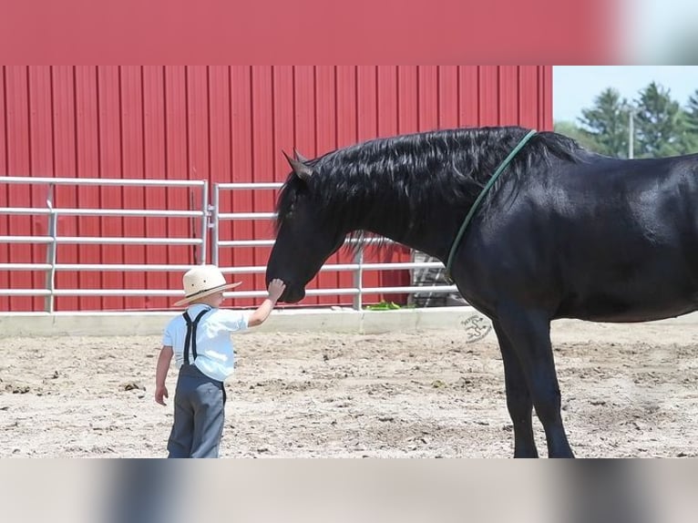 Friesian horses Gelding 5 years 16 hh Black in Great Falls