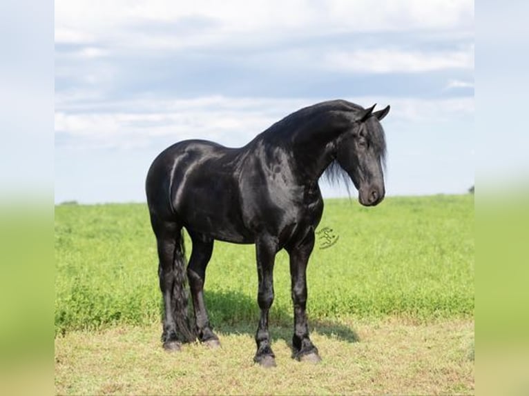 Friesian horses Gelding 5 years 16 hh Black in Great Falls