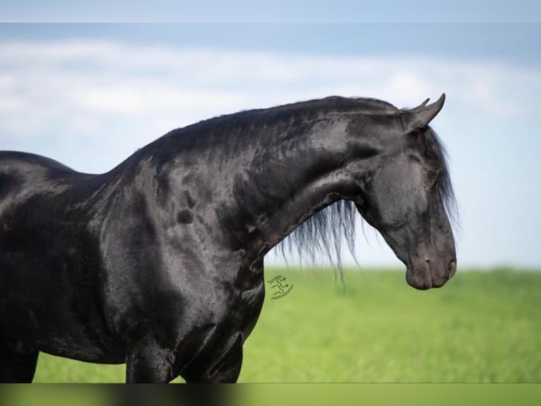 Friesian horses Gelding 5 years 16 hh Black in Great Falls