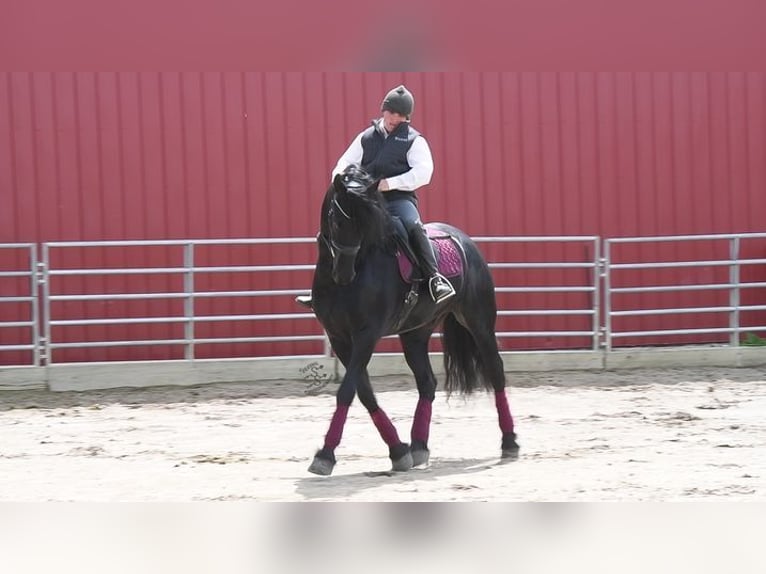 Friesian horses Gelding 5 years 16 hh Black in Great Falls