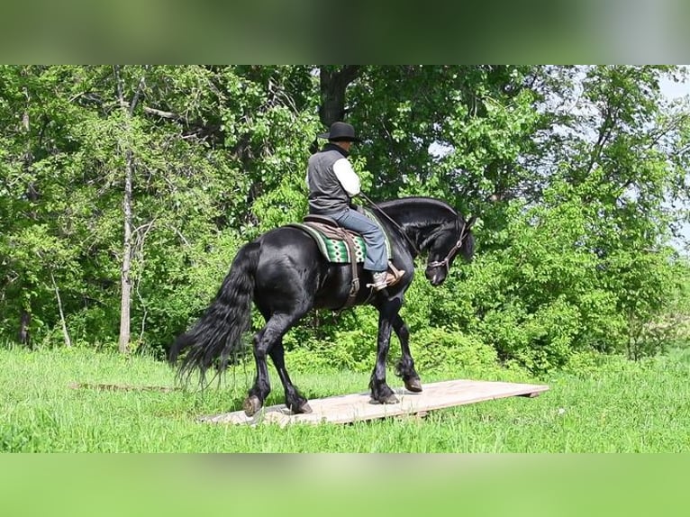 Friesian horses Gelding 5 years 16 hh Black in Great Falls