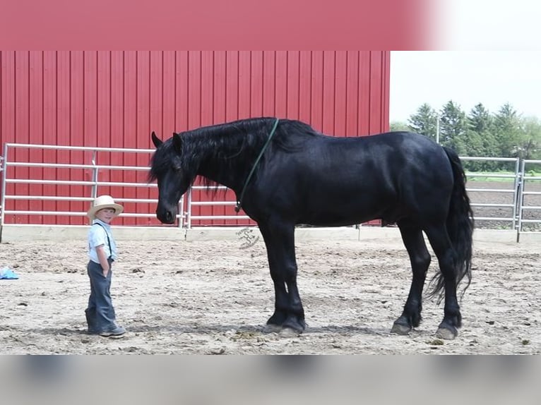 Friesian horses Gelding 5 years 16 hh Black in Great Falls