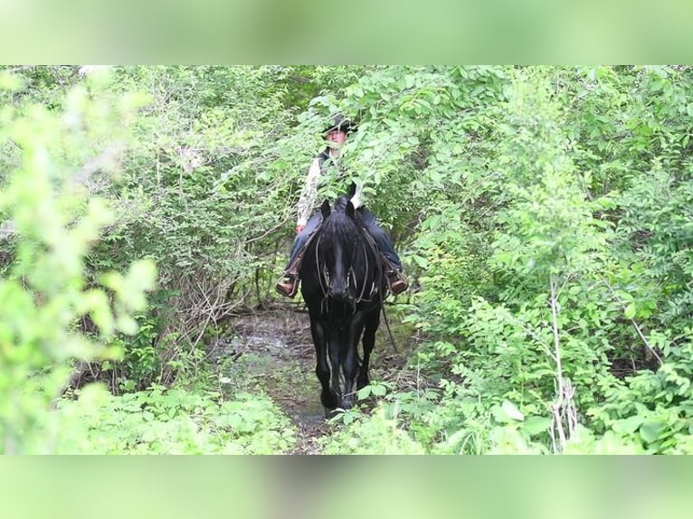 Friesian horses Gelding 5 years 16 hh Black in Great Falls