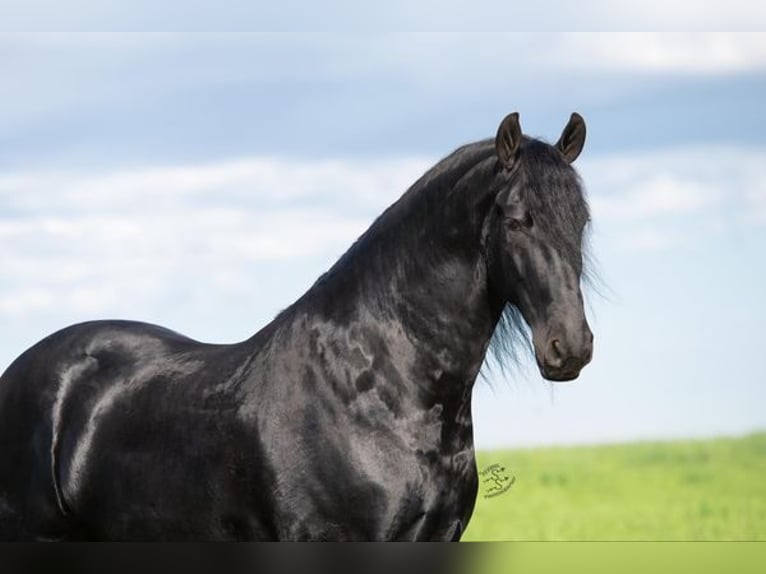 Friesian horses Gelding 5 years 16 hh Black in Great Falls