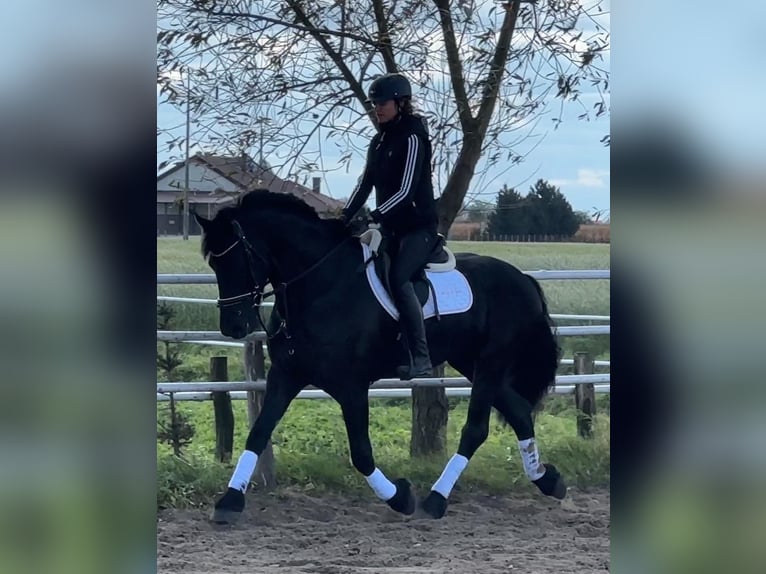 Friesian horses Gelding 5 years 16 hh Black in Leer (Ostfriesland)