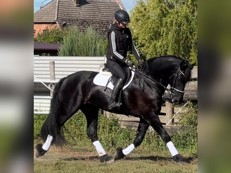 Friesian horses Gelding 5 years 16 hh Black in Leer (Ostfriesland)