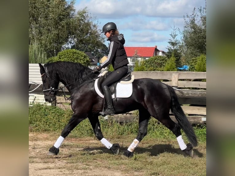 Friesian horses Gelding 5 years 16 hh Black in Leer (Ostfriesland)