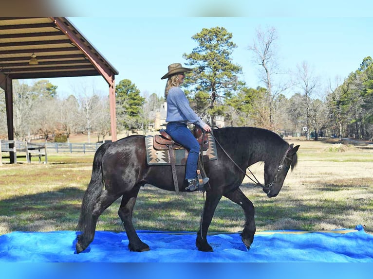 Friesian horses Gelding 5 years 16 hh Black in London