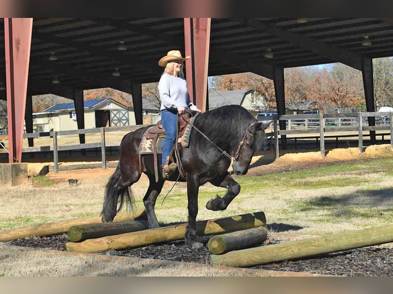 Friesian horses Gelding 5 years 16 hh Black in London