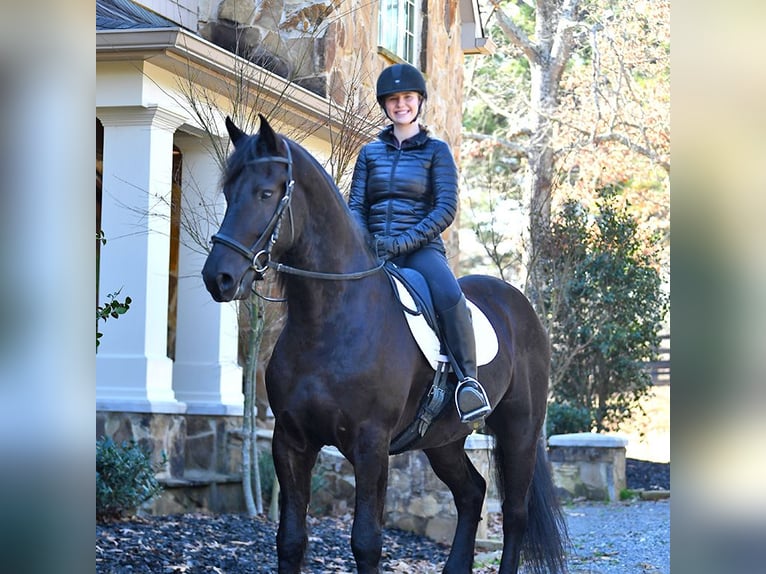 Friesian horses Gelding 5 years 16 hh Black in London