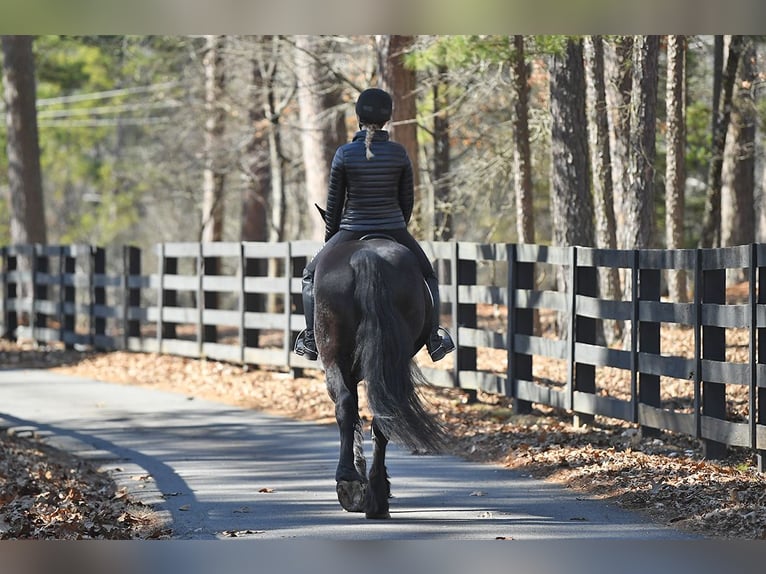 Friesian horses Gelding 5 years 16 hh Black in London