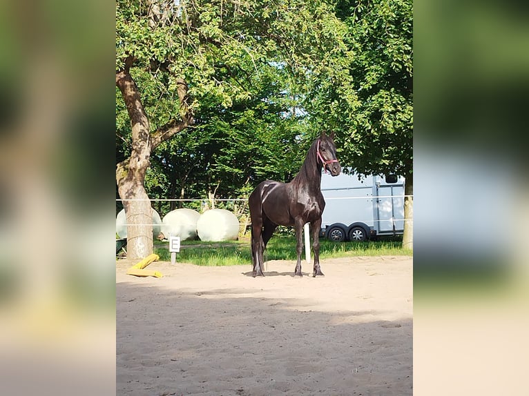 Friesian horses Gelding 5 years 16 hh Black in Seefeld