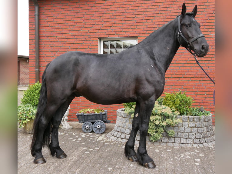 Friesian horses Mix Gelding 5 years 16 hh Black in Dorsten