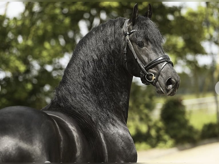 Friesian horses Gelding 5 years 16 hh Black in Horn-Bad Meinberg