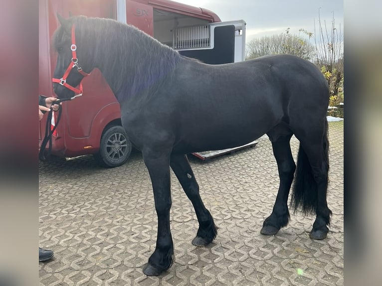 Friesian horses Gelding 5 years 16 hh Black in Horn-Bad Meinberg