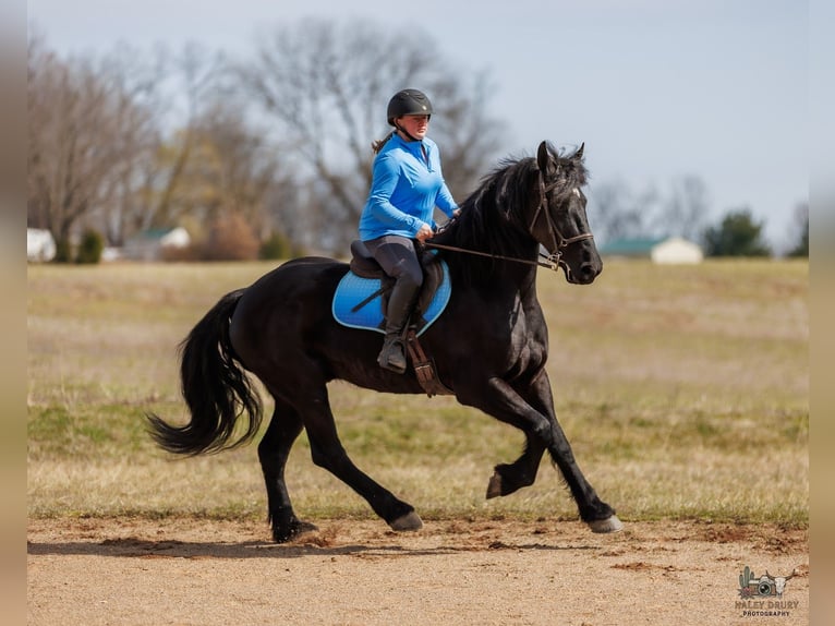 Friesian horses Mix Gelding 5 years 16 hh Black in Auburn