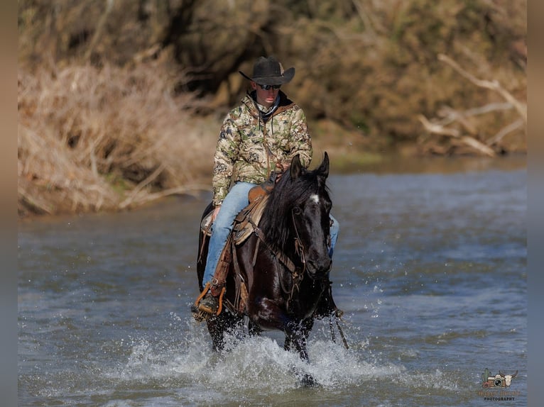 Friesian horses Mix Gelding 5 years 16 hh Black in Auburn