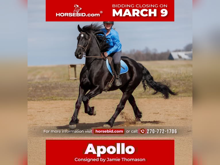 Friesian horses Mix Gelding 5 years 16 hh Black in Auburn