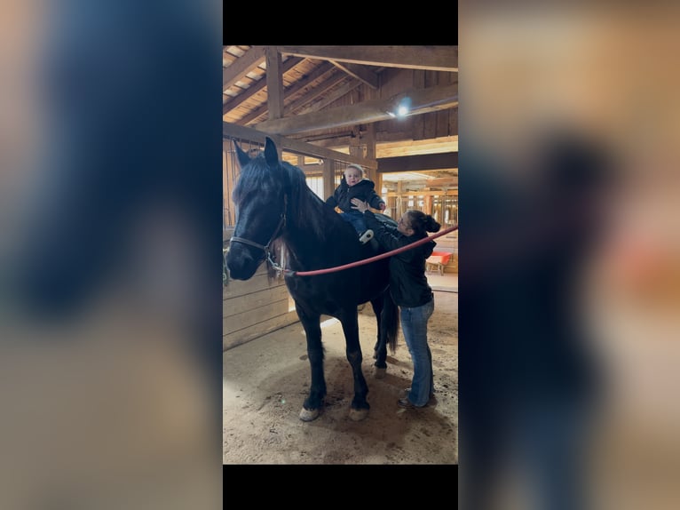 Friesian horses Gelding 5 years 16 hh Black in Street, MD