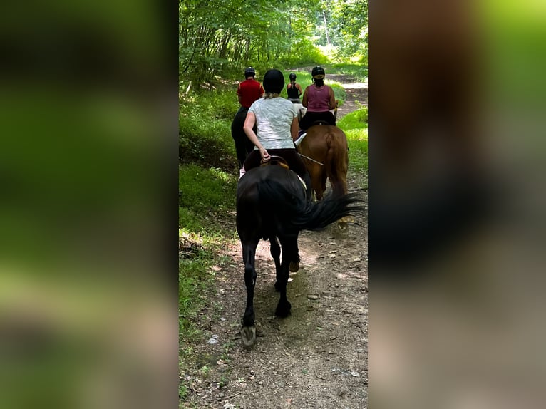 Friesian horses Gelding 5 years 16 hh Black in Street, MD