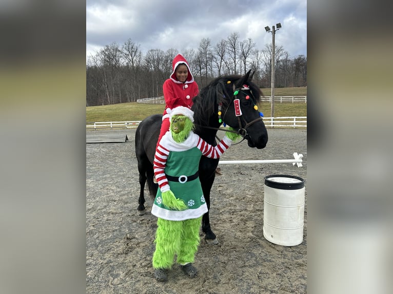 Friesian horses Gelding 5 years 16 hh Black in Street, MD