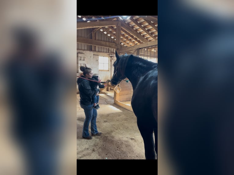 Friesian horses Gelding 5 years 16 hh Black in Street, MD