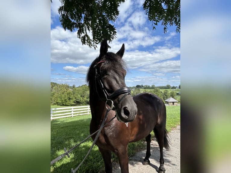 Friesian horses Gelding 5 years 16 hh Black in Street, MD