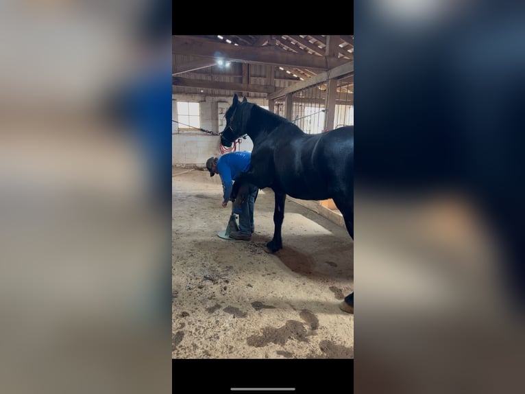 Friesian horses Gelding 5 years 16 hh Black in Street, MD