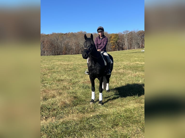 Friesian horses Gelding 5 years 16 hh Black in Street, MD