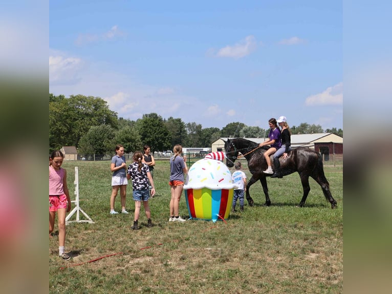 Friesian horses Gelding 5 years 16 hh Black in Howell, MI