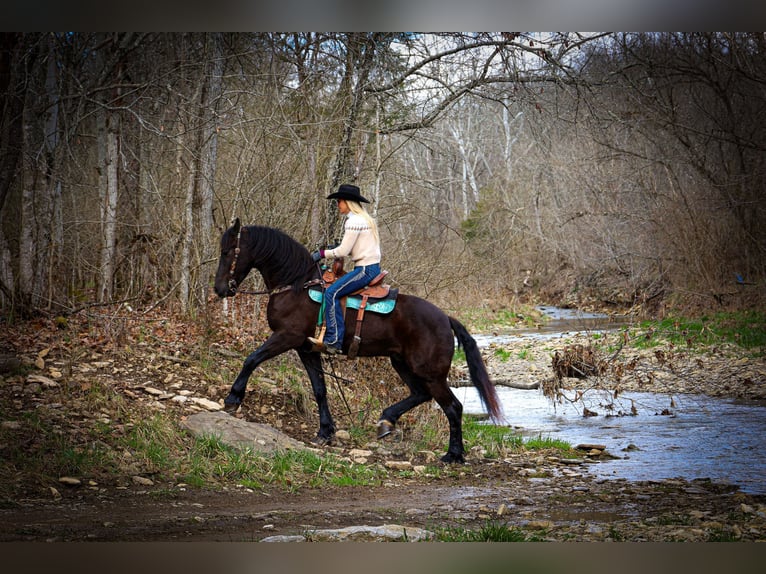 Friesian horses Gelding 5 years 16 hh Black in Flemingsburg, KY