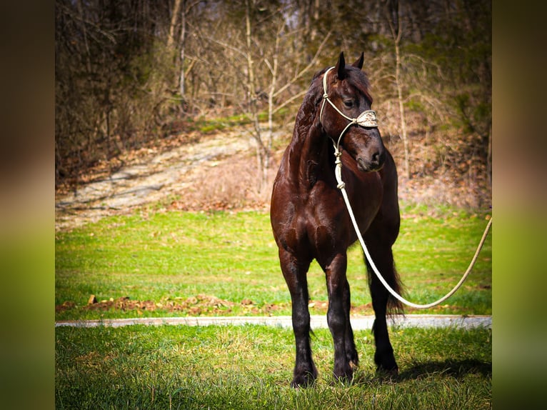 Friesian horses Gelding 5 years 16 hh Black in Flemingsburg, KY