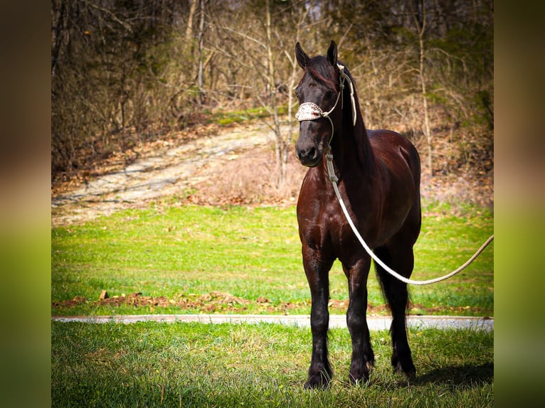 Friesian horses Gelding 5 years 16 hh Black in Flemingsburg, KY