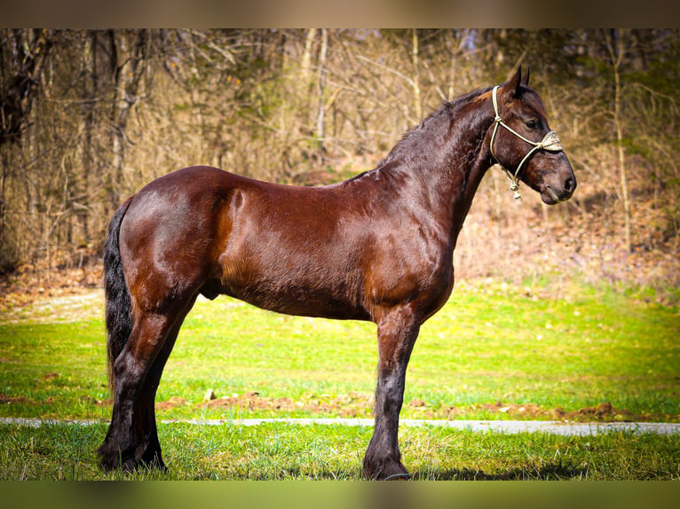 Friesian horses Gelding 5 years 16 hh Black in Flemingsburg, KY