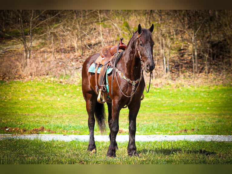 Friesian horses Gelding 5 years 16 hh Black in Flemingsburg, KY