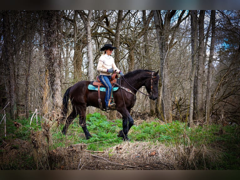 Friesian horses Gelding 5 years 16 hh Black in Flemingsburg, KY