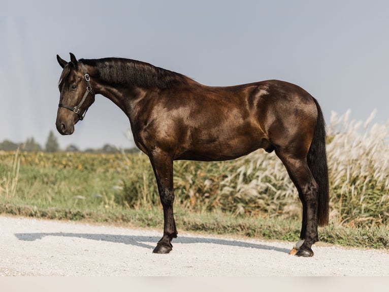 Friesian horses Mix Gelding 5 years 16 hh Black in Ames, IA