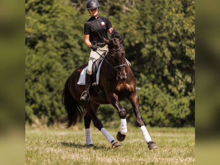 Friesian horses Mix Gelding 5 years 16 hh Black in Ames, IA
