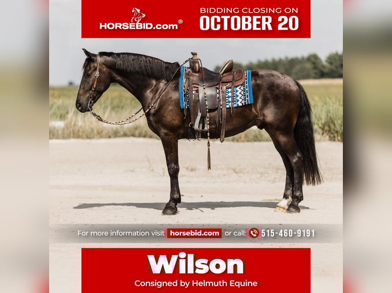 Friesian horses Mix Gelding 5 years 16 hh Black in Ames, IA