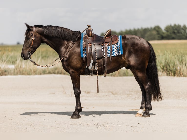 Friesian horses Mix Gelding 5 years 16 hh Black in Ames, IA