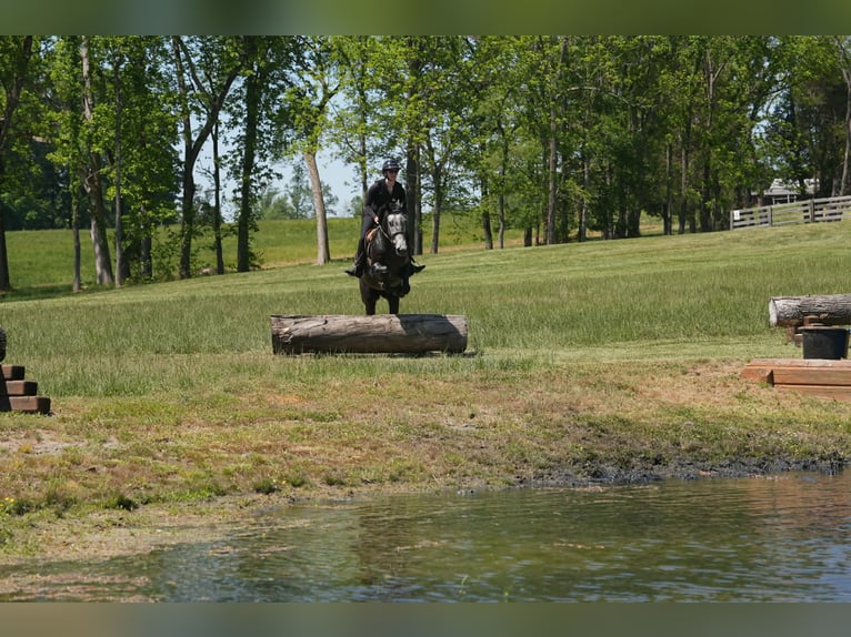 Friesian horses Mix Gelding 5 years 16 hh Grey-Dapple in Clover, SC