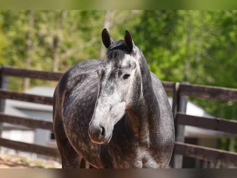 Friesian horses Mix Gelding 5 years 16 hh Grey-Dapple in Clover, SC